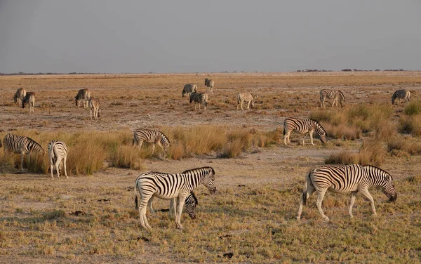 一群山地斑马 马斑马 低着头吃草 埃托沙国家公园里各种野生动物的生活方式 纳米比亚 2019年10月 — 图库照片