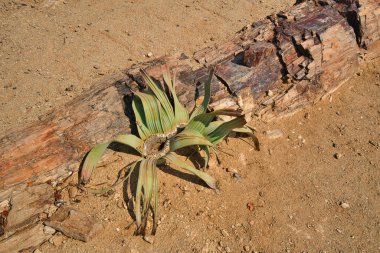 (Welwitschia Mirabilis, Namibya ve Namib çöllerinin yaygın bir bitkisidir. Taşlaşmış orman ve Twyfelfontein Dünya Mirası Alanı (Ui-Ais), Namibya. Ekim 2019