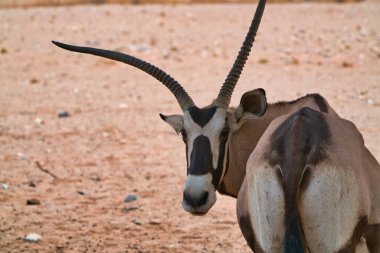 Bir Gemsbok (Oryx gazella) kameraya bakar. Kapatın. Etosha Ulusal Parkı 'ndaki çeşitli vahşi hayvanların yaşam tarzı. Namibya. Güney Afrika. Ekim 2019