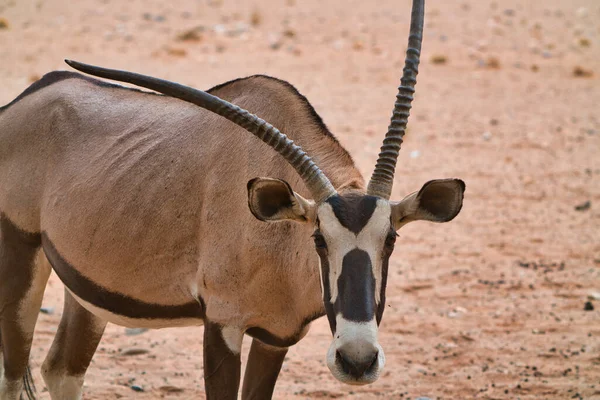 Gemsbok Oryx Gazella Vista Frontal Câmera Fecha Estilo Vida Vários — Fotografia de Stock