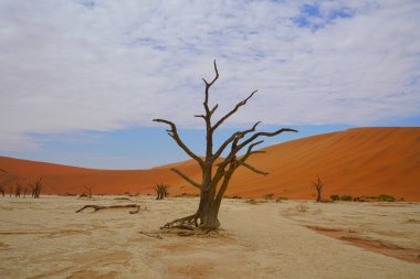 Kızıl çöl, ölü ağaçlar ve kum tepelerinde yürüyüş yapan turistler. Sossusvlei, Namibya 'nın Namib-Naukluft Ulusal Parkı' nda bulunan kırmızı kumullarla çevrili bir tuz ve kil tavasıdır. Ekim 2019