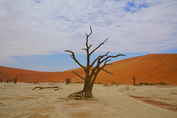 Червона Пустеля Мертві Дерева Туристи Ходять Піщаних Дюнах Sossusvlei Солона — стокове фото