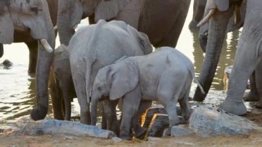Havuzda bir fil sürüsü. Yetişkin filler ve yavru filler var. Etosha Ulusal Parkı 'ndaki çeşitli vahşi hayvanların yaşam tarzı. Namibya. Güney Afrika. Ekim 2019