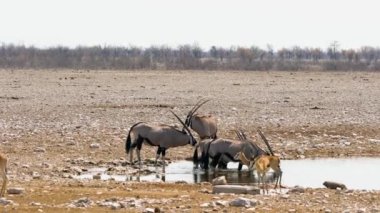 İki Gemsbok (Oryx gazella) gölette içiyordu. Diğerleri tetikte. Cennetin doğal güzelliği. Kanas Doğa Koruma Alanı. Xinjiang Eyaleti, Çin. Eylül 2018