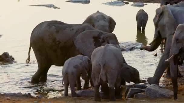 Filler Havuzda Oynuyorlar Çlerinden Biri Yaramaz Fili Durdurdu Etosha Ulusal — Stok video