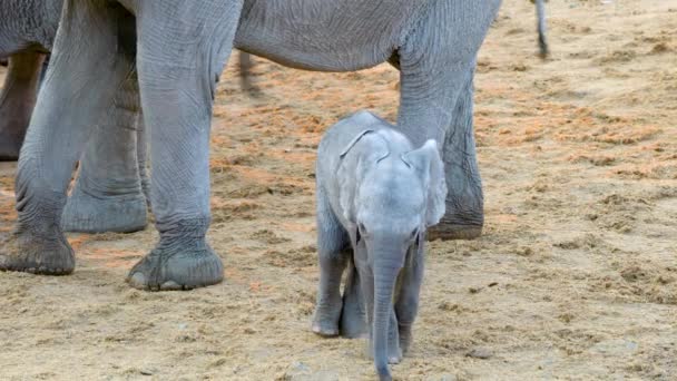 Bayi Gajah Menggosok Kakinya Dengan Kaki Belakangnya Seolah Olah Menggelitik — Stok Video