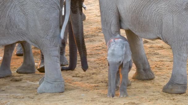 Elefante Bambino Sotto Corpo Dell Elefante Madre Come Ballare Stile — Video Stock