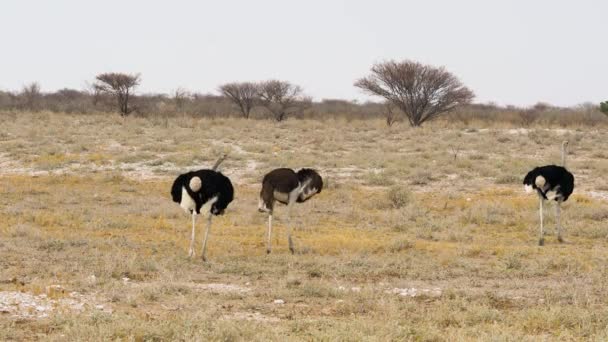 Few Ostriches Walking Grassland Wings Spread Wide Picturesque Natural Landscape — Stock Video