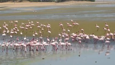 Akşamları flamingo sürüleri gölde besleniyor ya da dinleniyor. Özel kum tepeciği arazisi. Flamingo sürüsü (flamingo). Walvis Körfezi (Balina Körfezi), Namibya. Ekim 2019