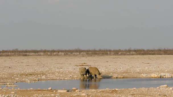 Dos Rinocerontes Están Bebiendo Agua Piscina Estilo Vida Varios Animales — Vídeo de stock