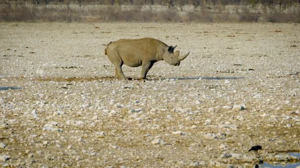 Носорог Испражняется Равнине Желтого Гравия Стиль Жизни Различных Диких Животных — стоковое видео