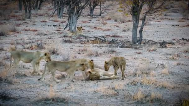 Several Lions Playing Grassland One Lying Front Bush Lifestyle Various — Stock Video