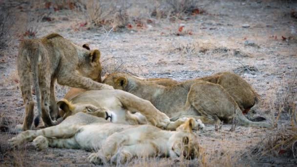 Plusieurs Lions Sont Allongés Sur Herbe Lion Lèche Les Autres — Video