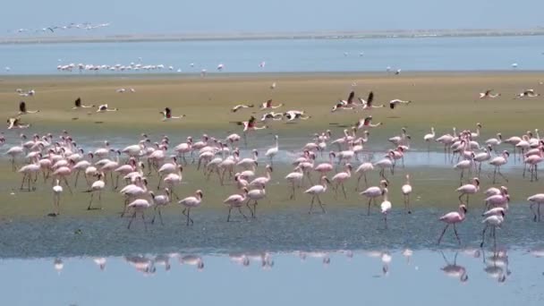 Kvällen Äter Eller Vilar Flockar Flamingos Lagunen Speciell Sanddyn Terräng — Stockvideo