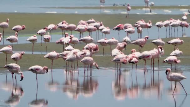 Evening Flocks Flamingos Feeding Resting Lagoon Special Sand Dune Terrain — Stock Video