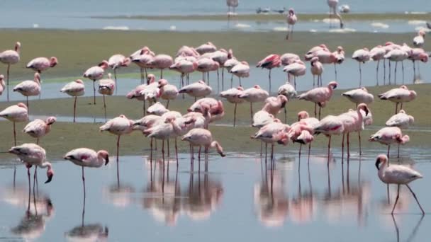 Por Noche Bandadas Flamencos Alimentan Descansan Laguna Terreno Especial Dunas — Vídeos de Stock