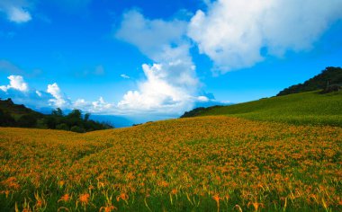 Vahşi Portakal Gündüz çiçekleri tüm dağlarda ve tarlalarda çiçek açar. Fulvous day-lily, Orange day-lily, Lily, Day Lily, Tawny Daylily. Hualien, Tayvan. 2021