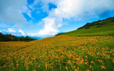 Vahşi Portakal Gündüz çiçekleri tüm dağlarda ve tarlalarda çiçek açar. Fulvous day-lily, Orange day-lily, Lily, Day Lily, Tawny Daylily. Hualien, Tayvan. 2021
