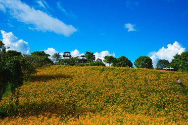 Vahşi Portakal Gündüz çiçekleri tüm dağlarda ve tarlalarda çiçek açar. Fulvous day-lily, Orange day-lily, Lily, Day Lily, Tawny Daylily. Hualien, Tayvan. 2021