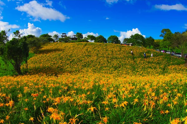 Vahşi Portakal Gündüz Çiçekleri Tüm Dağlarda Tarlalarda Çiçek Açar Fulvous — Stok fotoğraf