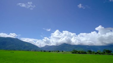 Mavi gökyüzü, beyaz bulutlar, pirinç tarlaları resim gibi. Doğu Rift Vadisi Ulusal Sahne Bölgesi, Taitung County, Tayvan. 2021