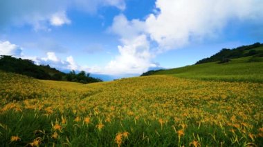 Vahşi Portakal Gündüz çiçekleri tüm dağlarda ve tarlalarda çiçek açar. Fulvous day-lily, Orange day-lily, Lily, Day Lily, Tawny Daylily. Hualien, Tayvan. 2021