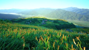Vahşi Portakal Gündüz çiçekleri tüm dağlarda ve tarlalarda çiçek açar. Fulvous day-lily, Orange day-lily, Lily, Day Lily, Tawny Daylily. Hualien, Tayvan. 2021