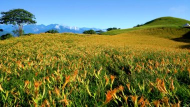 Vahşi Portakal Gündüz çiçekleri tüm dağlarda ve tarlalarda çiçek açar. Fulvous day-lily, Orange day-lily, Lily, Day Lily, Tawny Daylily. Hualien, Tayvan. 2021