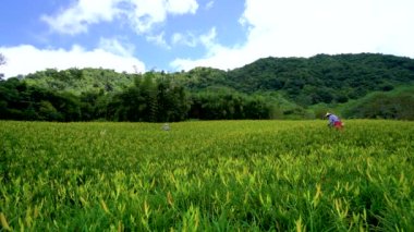 Hualien County, Tayvan - 1 Eylül 2021: Çiftçiler çiçek açmak üzere olan yeşil tarlalarda çalışıyorlar. Ağustos ortasından ekim ayına kadar. Chike Dağı 'nda portakal çiçekleri açar..