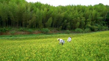 Hualien County, Tayvan - 1 Eylül 2021: Çiftçiler çiçek açmak üzere olan yeşil tarlalarda çalışıyorlar. Ağustos ortasından ekim ayına kadar. Chike Dağı 'nda portakal çiçekleri açar..