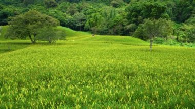Hualien County, Tayvan - 1 Eylül 2021: Çiftçiler çiçek açmak üzere olan yeşil tarlalarda çalışıyorlar. Ağustos ortasından ekim ayına kadar. Chike Dağı 'nda portakal çiçekleri açar..