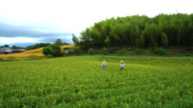 Hualien County, Tayvan - 1 Eylül 2021: Çiftçiler çiçek açmak üzere olan yeşil tarlalarda çalışıyorlar. Ağustos ortasından ekim ayına kadar. Chike Dağı 'nda portakal çiçekleri açar..