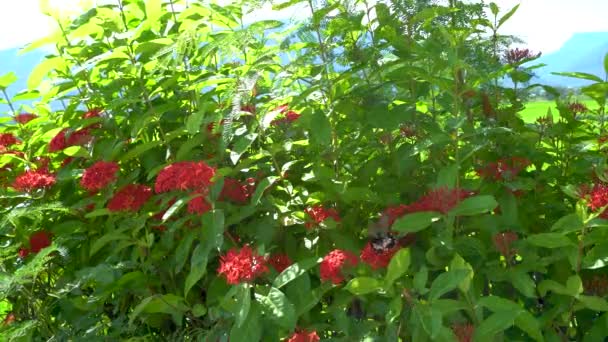 Czarno Biały Motyl Paski Macha Skrzydłami Czerwonym Kwiatku Słoneczny Dzień — Wideo stockowe