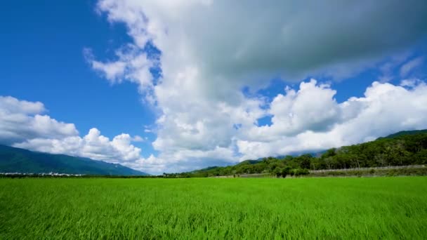 Mavi Gökyüzü Beyaz Bulutlar Pirinç Tarlaları Resim Gibi Doğu Rift — Stok video