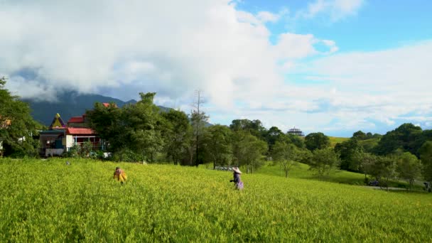 Agricultores Estão Trabalhar Num Campo Verde Daylily Casa Telhado Vermelho — Vídeo de Stock