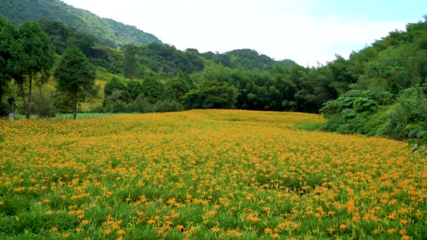 Πορτοκαλί Λουλούδια Daylily Ανθίζουν Όλα Βουνά Και Χωράφια Fulvous Day — Αρχείο Βίντεο