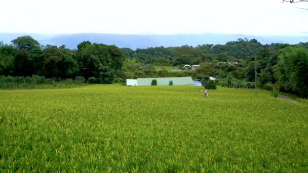 Hualien County Taiwan September 2021 Jordbrukare Arbetar Gröna Dagliljefälten Som — Stockvideo