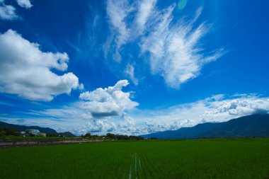 Mavi gökyüzü, beyaz bulutlar, pirinç tarlaları resim gibi. Doğu Rift Vadisi Ulusal Sahne Bölgesi, Taitung County, Tayvan. 2021