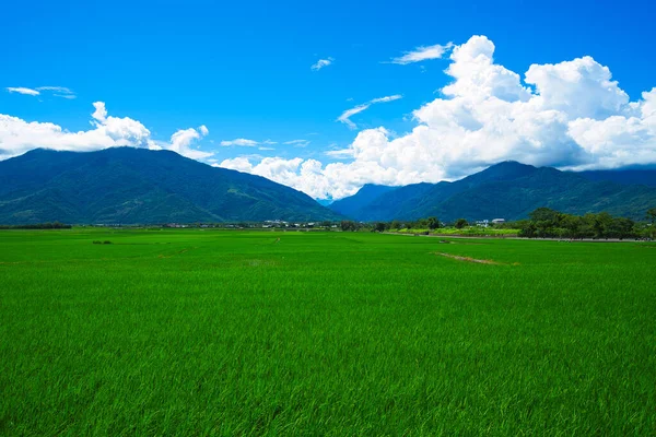 Céu Azul Nuvens Brancas Campos Arroz Combinados Pitorescos East Rift — Fotografia de Stock