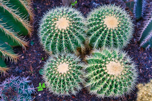 Succulent Plant Barrel Cactus Gold Barrell Cactus Golden Ball Travel — Stock Photo, Image