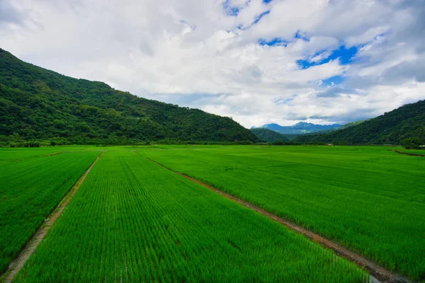 Yeşil pirinç tarlaları. Mavi gökyüzü, beyaz bulutlar, dağlar cennet resimleri gibidir. 30 hektar pirinç yetiştirme alanı. Yushan Nan 'an Ziyaretçi Merkezi, Hualien, Tayvan. Eylül 2021