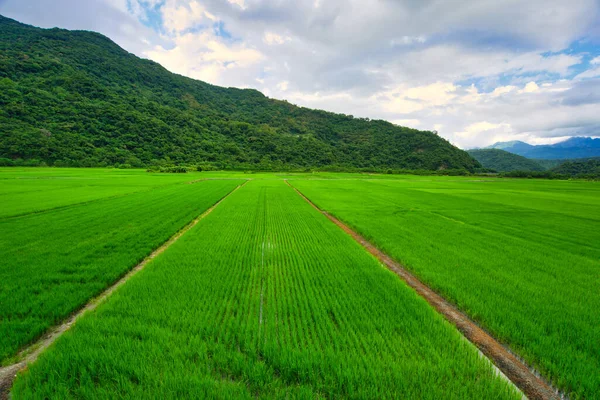 Campos Arroz Verde Cielo Azul Nubes Blancas Montañas Son Como —  Fotos de Stock