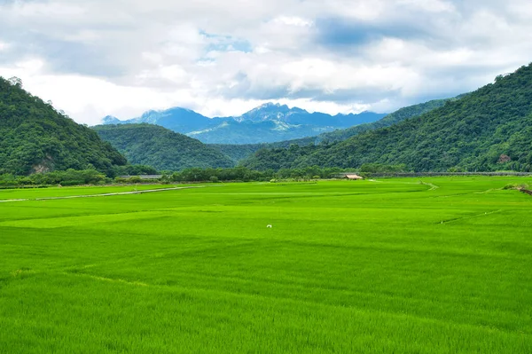 Yeşil pirinç tarlaları. Mavi gökyüzü, beyaz bulutlar, dağlar cennet resimleri gibidir. 30 hektar pirinç yetiştirme alanı. Yushan Nan 'an Ziyaretçi Merkezi, Hualien, Tayvan. Eylül 2021