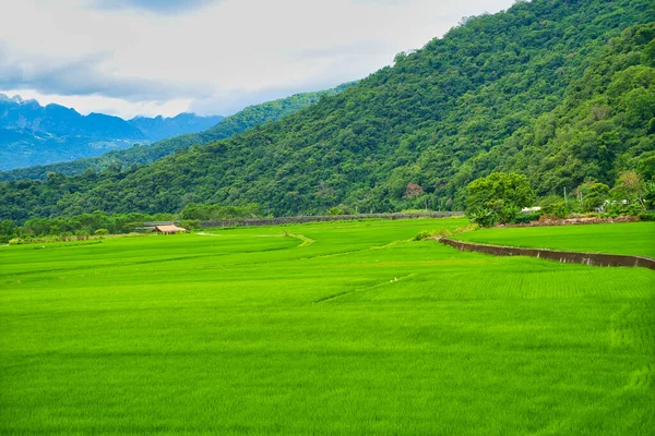 Campos Arroz Verde Céu Azul Nuvens Brancas Montanhas São Como — Fotografia de Stock