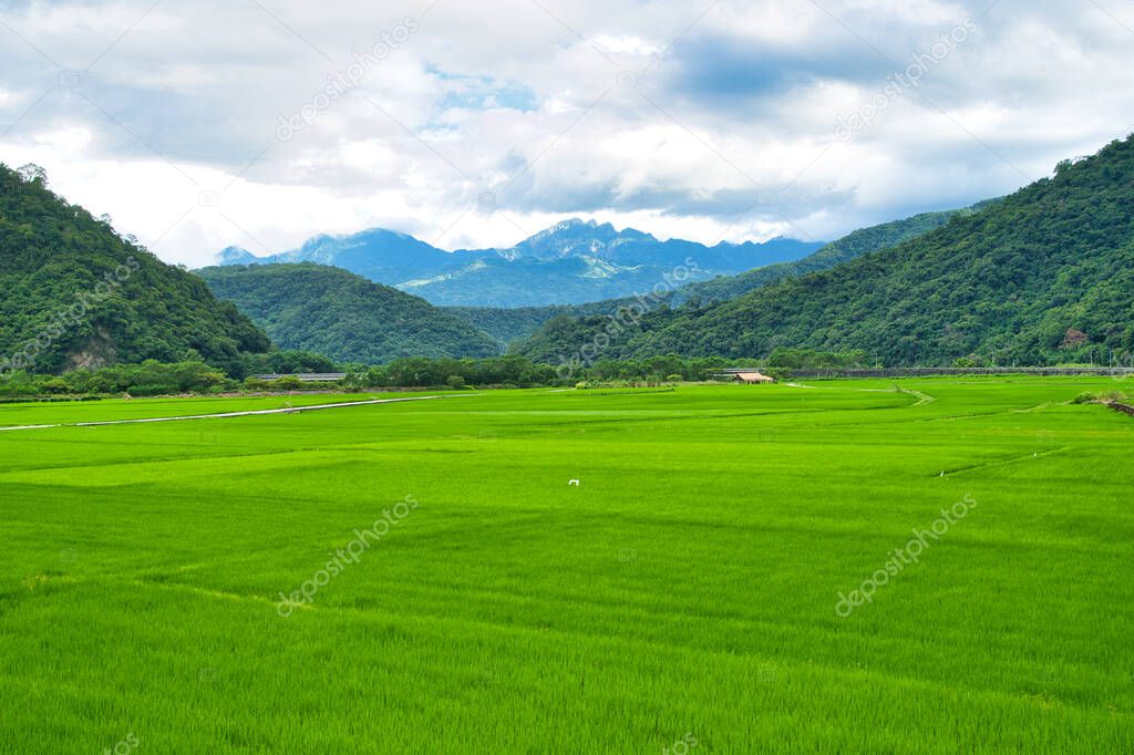 Green rice fields. Blue sky, white clouds, mountains are like idyllic paintings. 30 hectares of rice cultivation area. Yushan Nan'an Visitor Center, Hualien, Taiwan. Sep. 2021