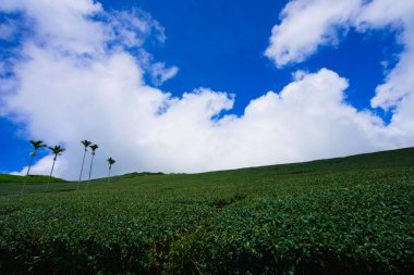 Tepedeki çay tarlaları genellikle bulutlar ve sisle örtülüdür. Bihushan Çay Bahçesi, Meishan Kasabası. Chiayi County, Tayvan. Eylül 2021
