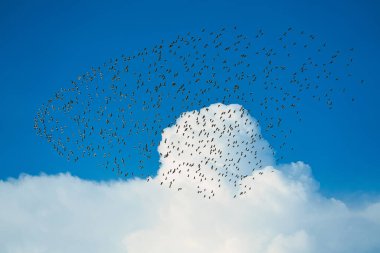 Akbalıkçıllar güneye göç eder ve kuş sürüleri dağlarda uçar. Sonbahar ile sınırlı özel bir ekolojik manzara. Chiayi County, Tayvan. Eylül 2021