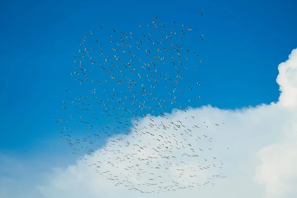 Єгипетські Чаплі Мігрують Південь Зграї Птахів Літають Через Гори Особливий — стокове фото