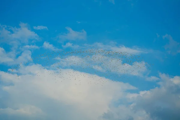 Kuhreiher Ziehen Nach Süden Und Vogelschwärme Fliegen Durch Die Berge — Stockfoto