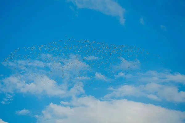 Kuhreiher Ziehen Nach Süden Und Vogelschwärme Fliegen Durch Die Berge — Stockfoto